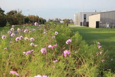 Leeksterveld_4.JPG