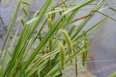 wilgepad-2.JPG